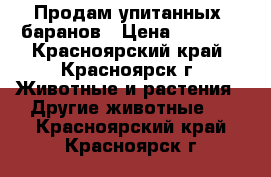 Продам упитанных  баранов › Цена ­ 6 000 - Красноярский край, Красноярск г. Животные и растения » Другие животные   . Красноярский край,Красноярск г.
